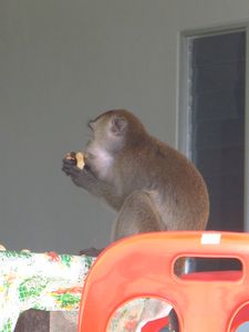 naughty macaque on the table stealing food