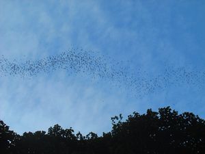 3 million bats leaving the cave