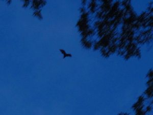 flying fox (big bat)