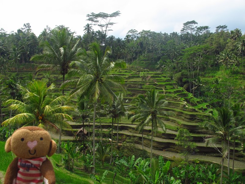cool rice terraces on Bali
