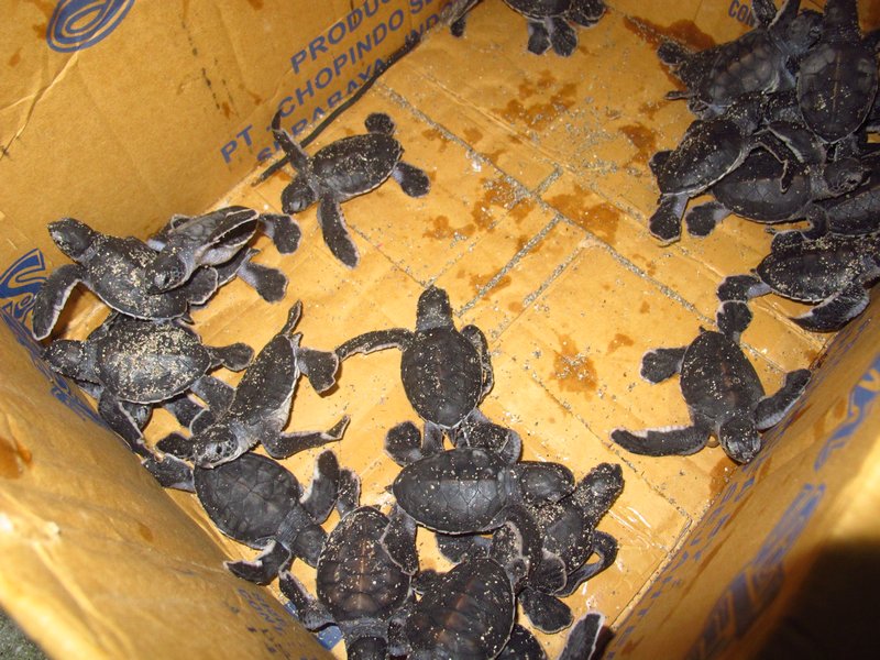 lots of baby turtles