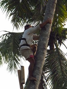 climbing a tree for coconuts