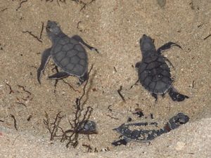freshly hatched turtles