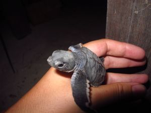 Jessie holding a baby turtle