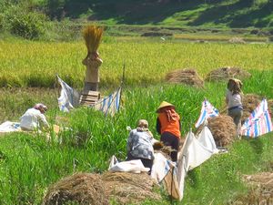 working in the rice fields