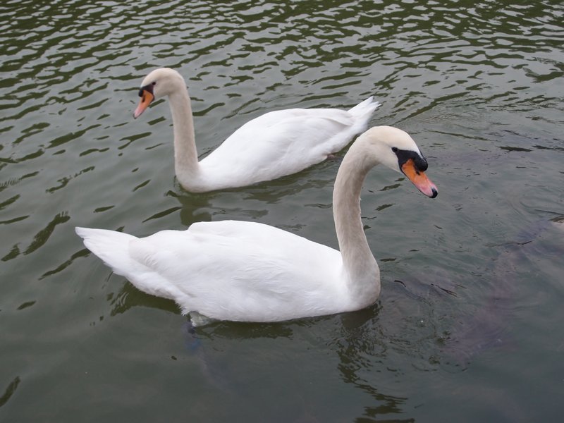 hi swans!