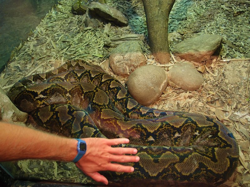 that's one HUGE snake!