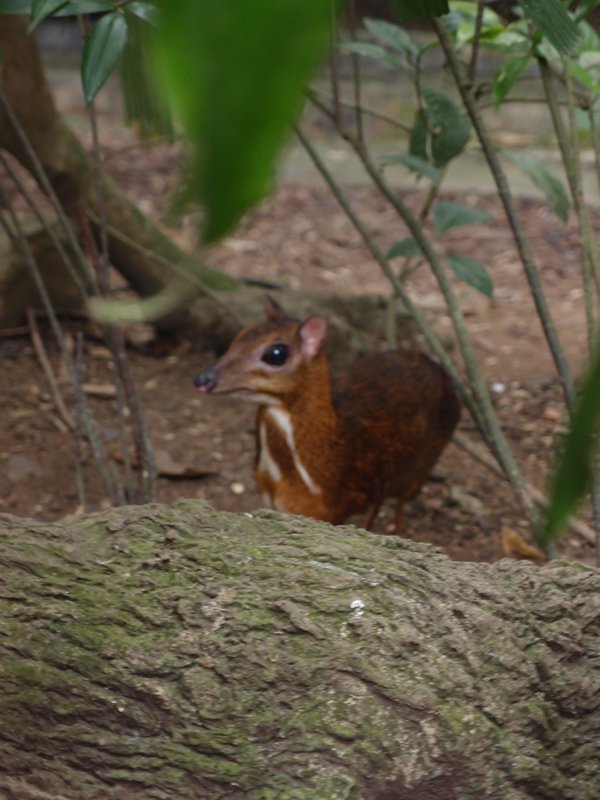 This is a mouse deer