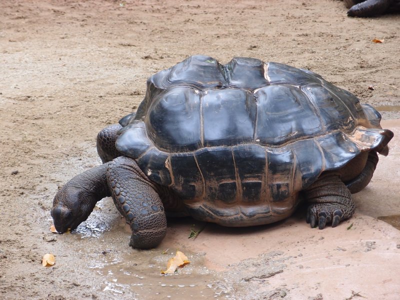 giant tortoise, WAY bigger than me!