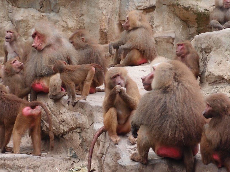 lots of baboons