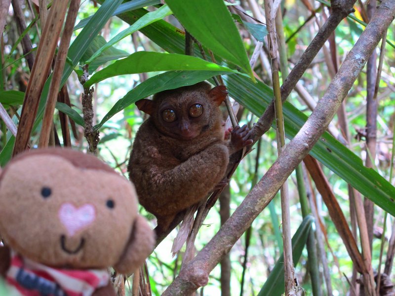 Me and a Tarsier