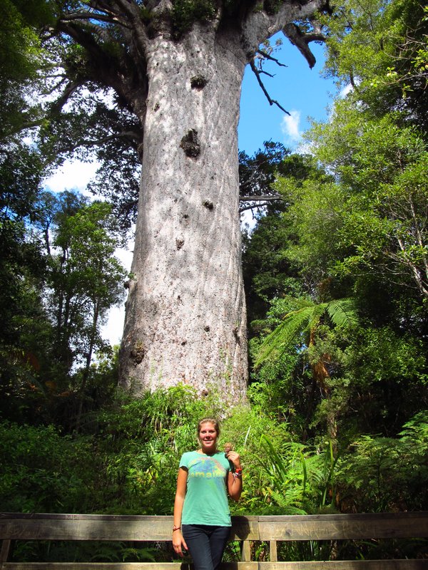 Kauri trees are huge!