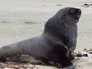 big male sea lion