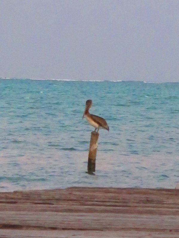 hi Mr. Pelican
