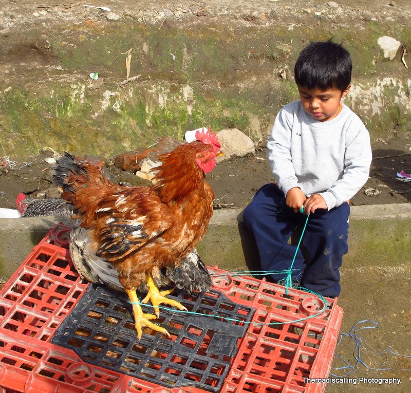 Little boy selling his rooster