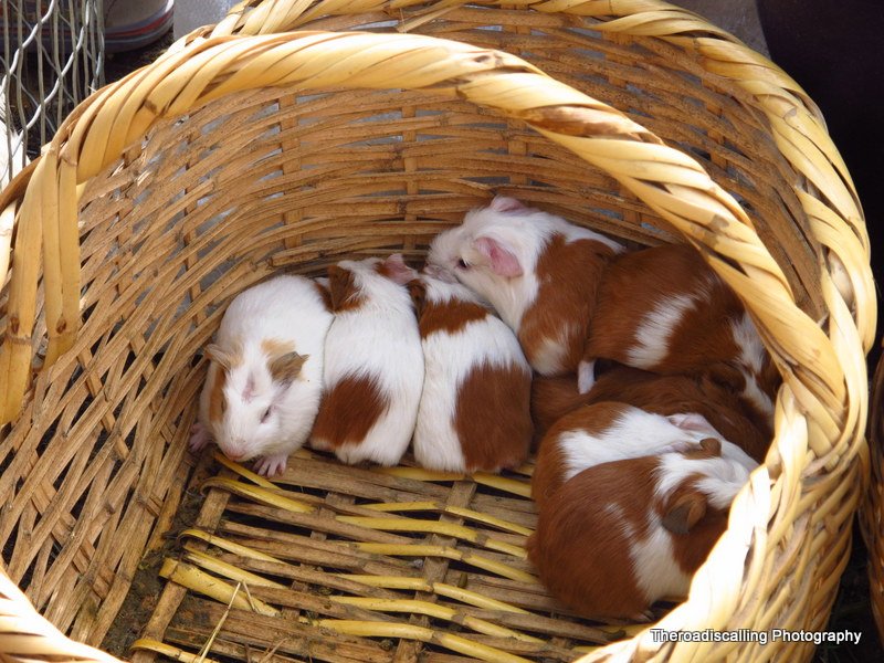 and guinea pigs