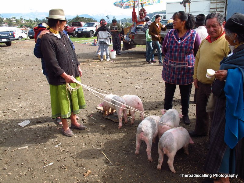Lady trying to sell her piglets