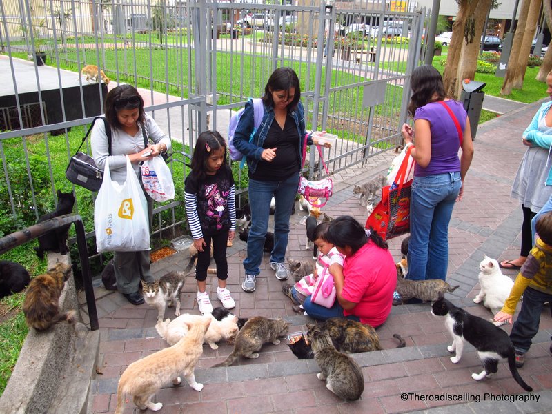 cat park in Lima