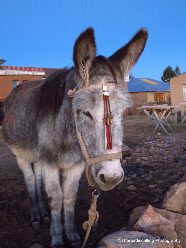 Burro in Spanish...donkey in English
