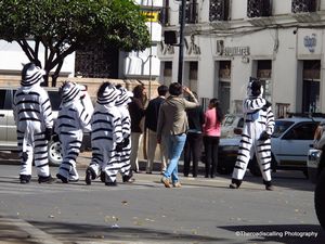 Zebras help you cross the road in Bolivia!