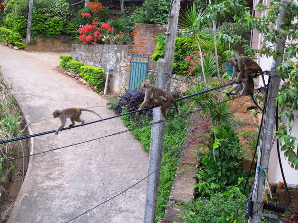 These were naughty monkeys!