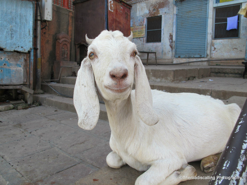 it's a smiling goat!
