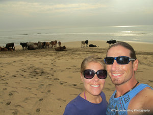 cows on the beach in Agonda