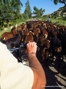 trying to ride through a herd of goats