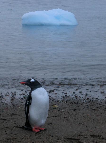 Gentoo Penguin at Neko Harbour