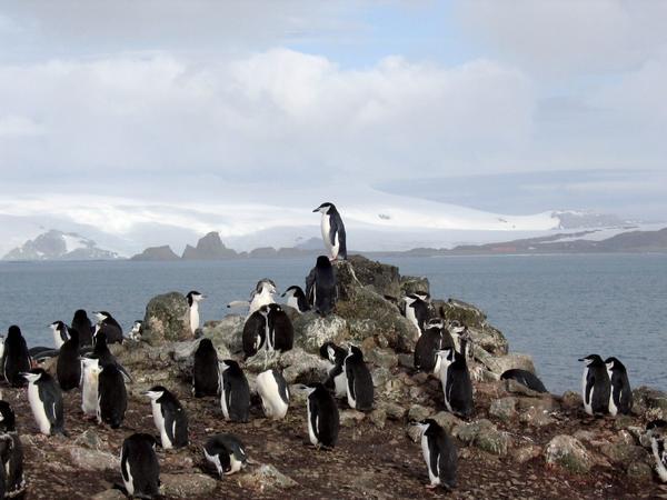 Chinstrap Penguin Colony