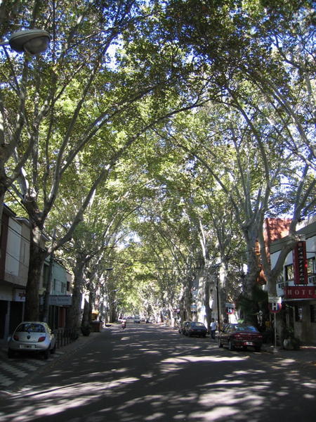 Tree-lined Streets of Mendoza