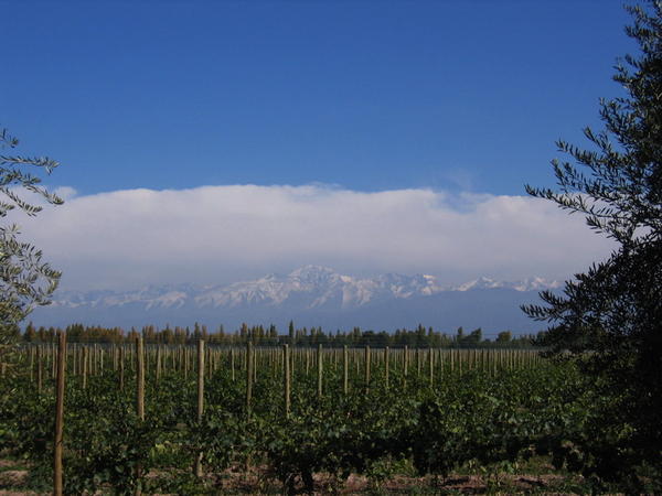 The Vines of Mendoza
