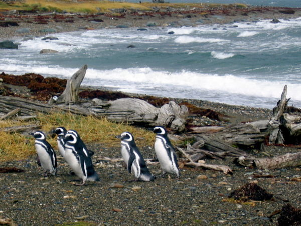 Megellanic Penguins