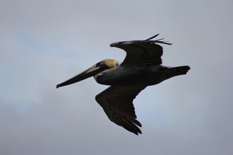 Pelican soaring by