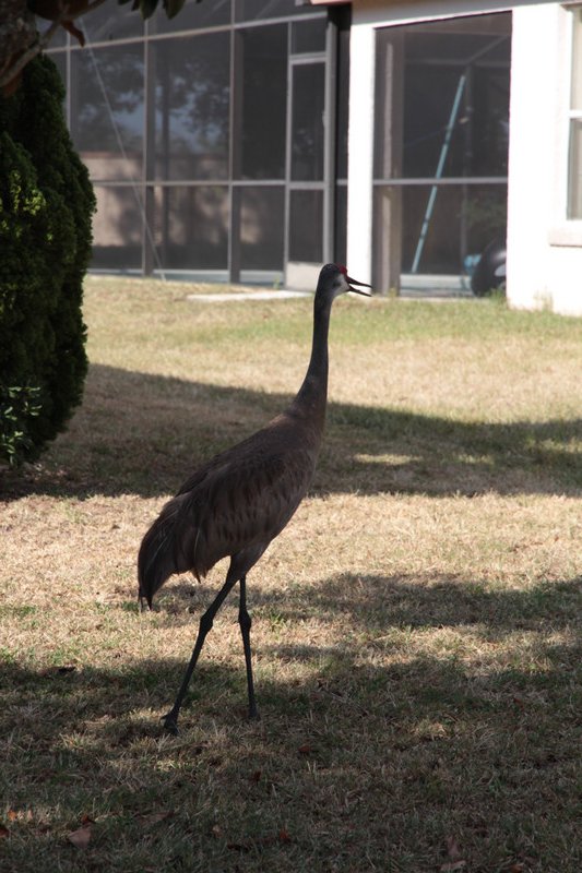 Flamingo outside our home