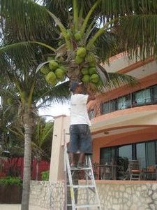 Odin climbing the coconut tree