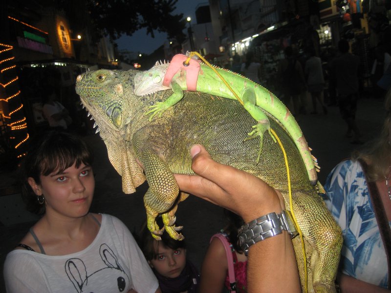 Mommy iguana and baby