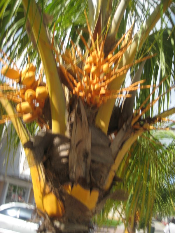 interesting palm tree