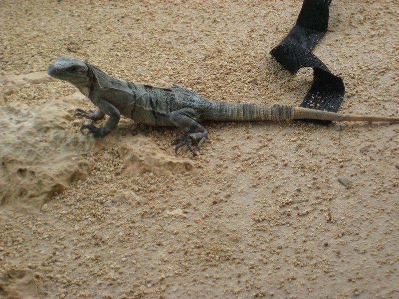 Our iguana friend