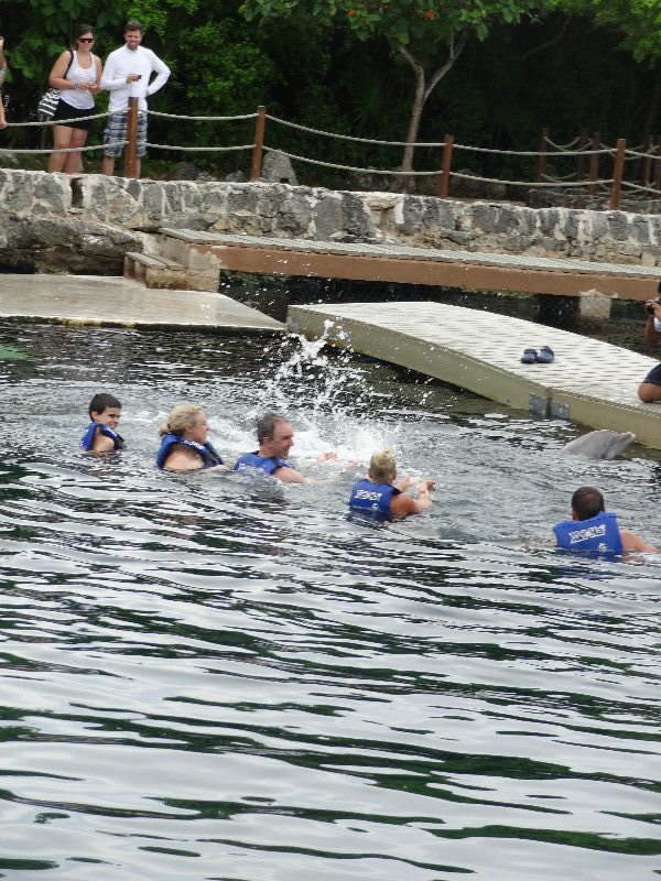 dolphins flipping thru water