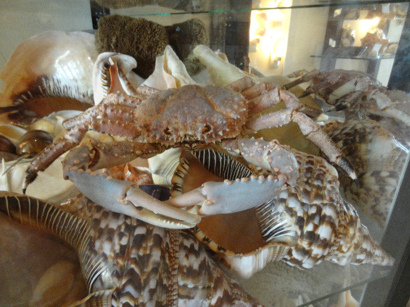 Sea shell store (crab)