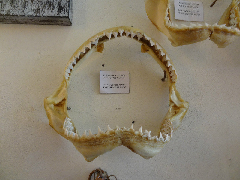 Shark teeth (not for sale)