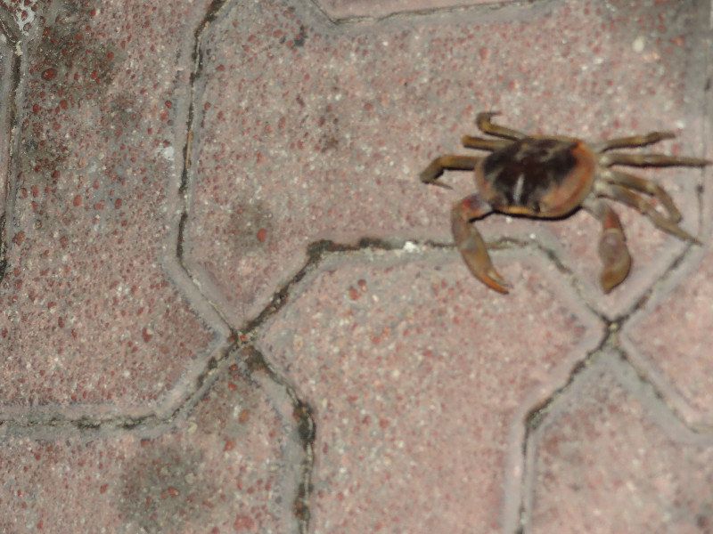 Little crab on the sidewalk