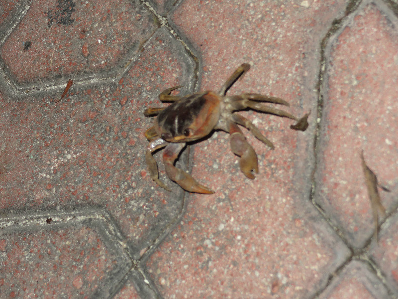 Little crab!