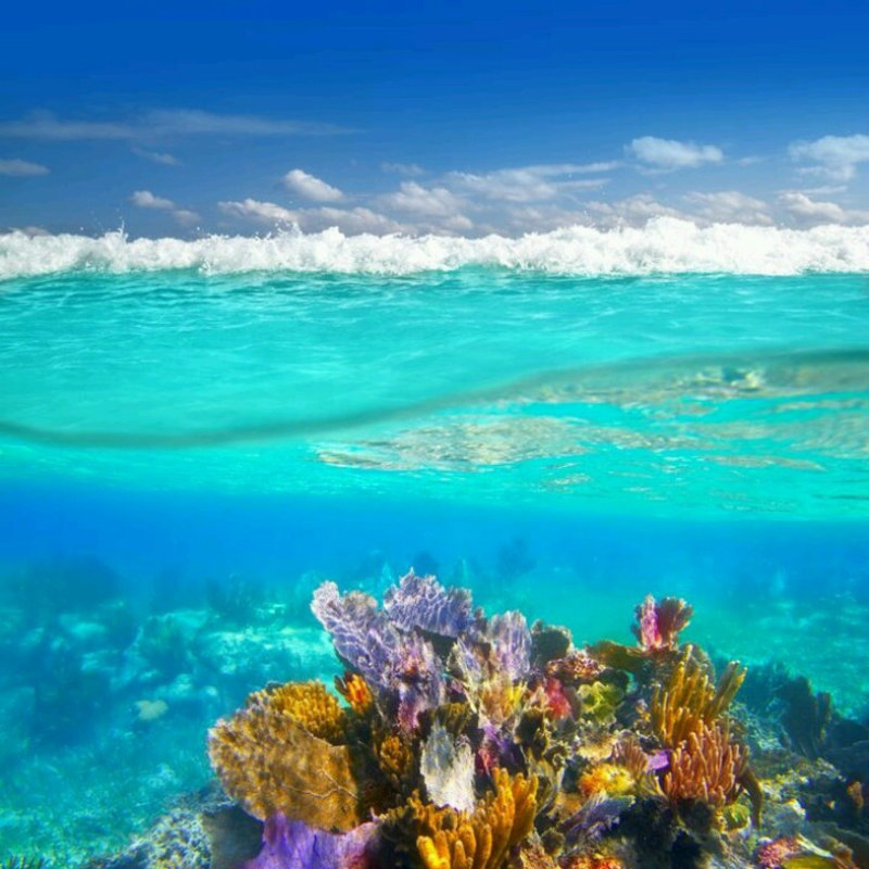 The reef in Riviera Maya