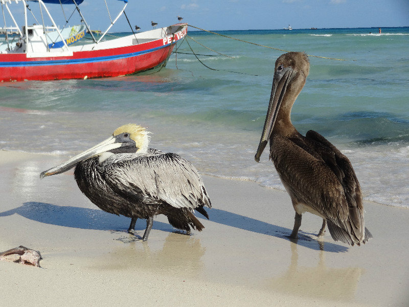 Look at these pelicans!