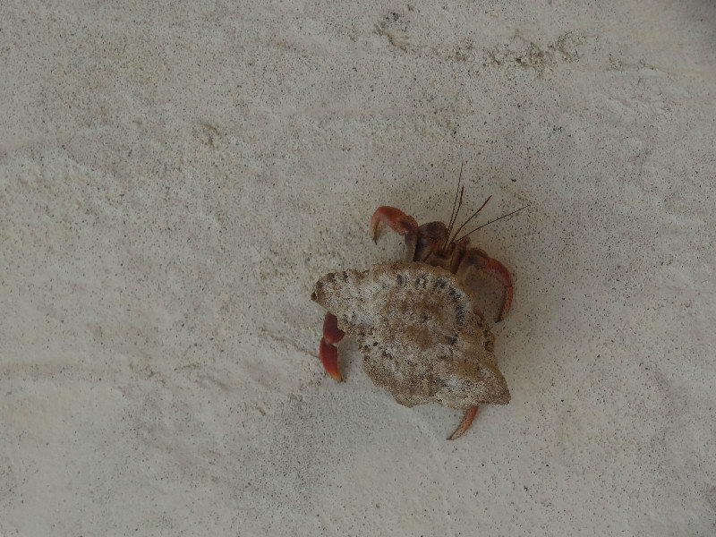 Hermit crab out of of his shell