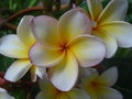 Isn't this spectacular? (I think it's called Plumeria)