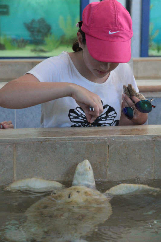 Ava feeding tortugas