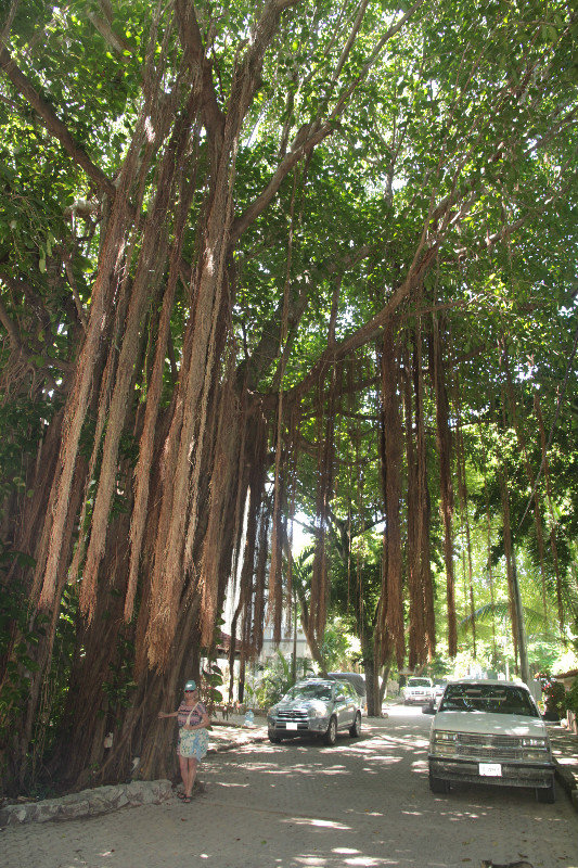 Banyan trees work of art